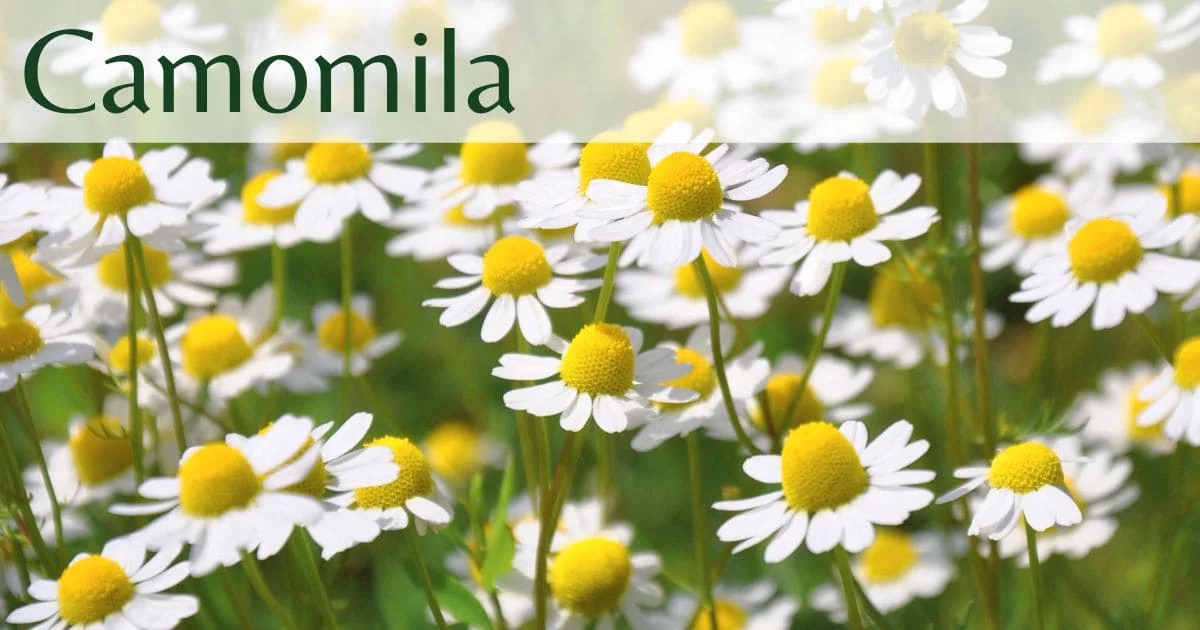 Camomila