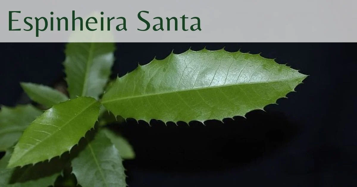 Espinheira Santa