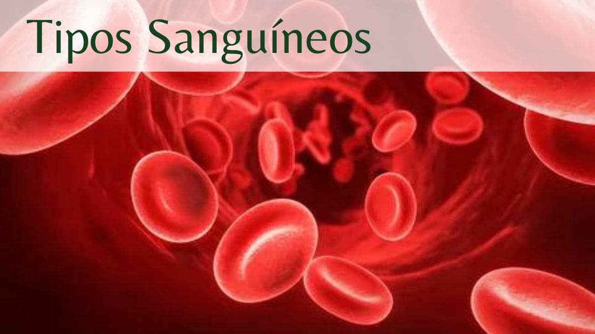 Tipos Sanguíneos: Guia Completo e Informativo