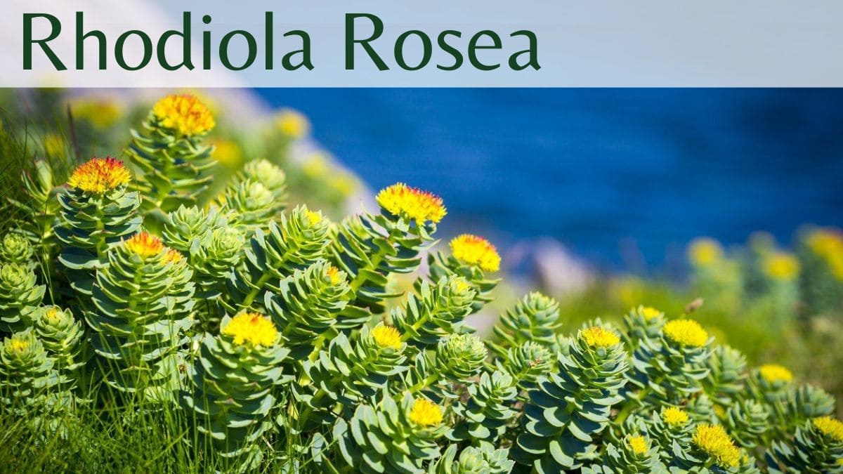 Rhodiola Rosea: Energia, Vitalidade e Aliada Contra o Estresse - Do ...