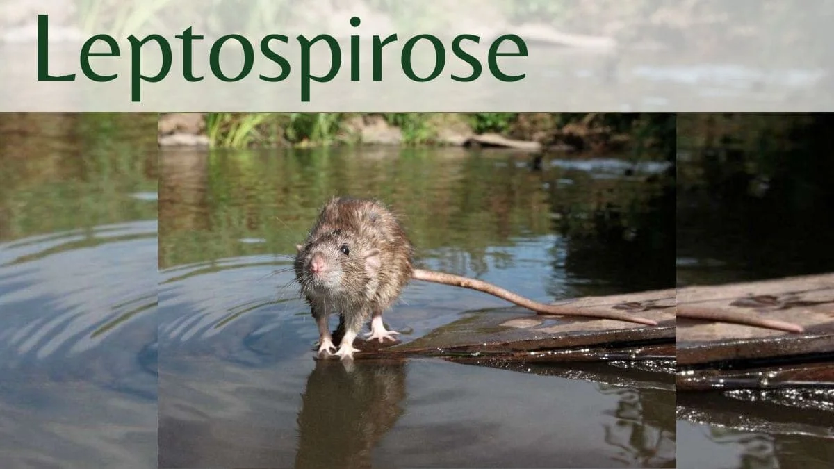 Leptospirose
