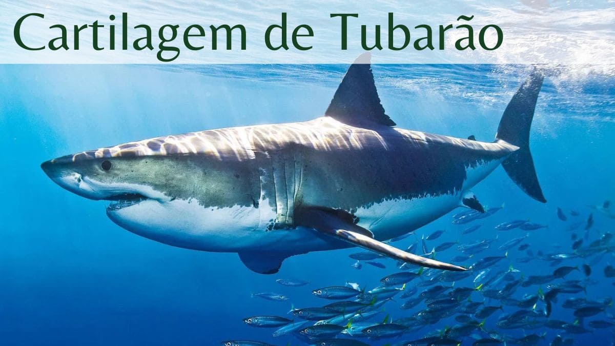 Cartilagem de Tubarão