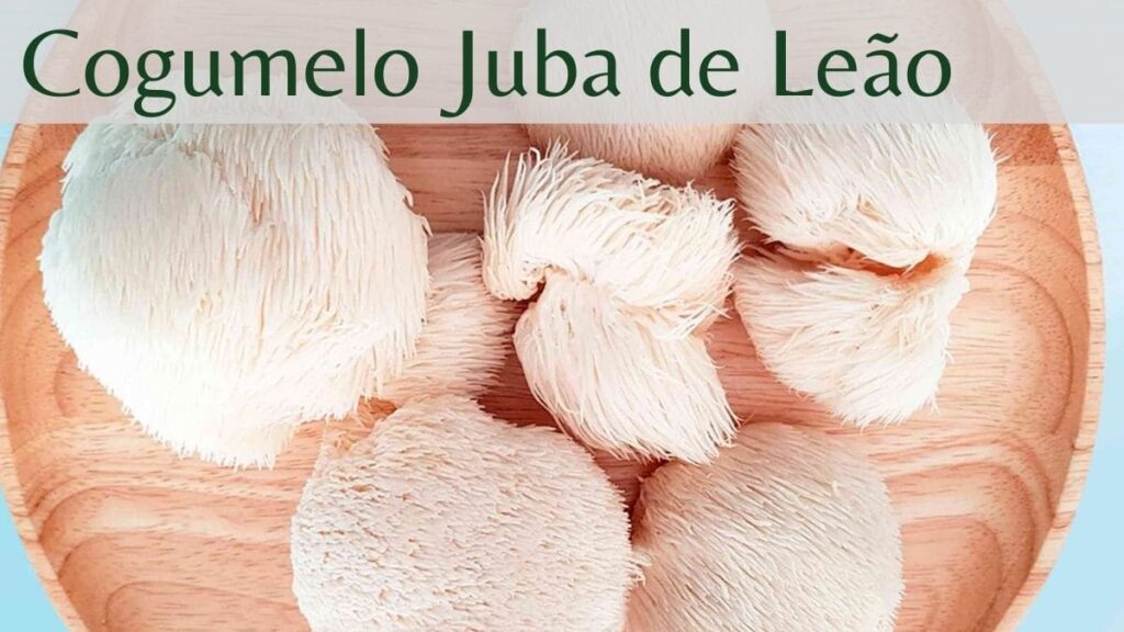 Cogumelo Juba de Leão