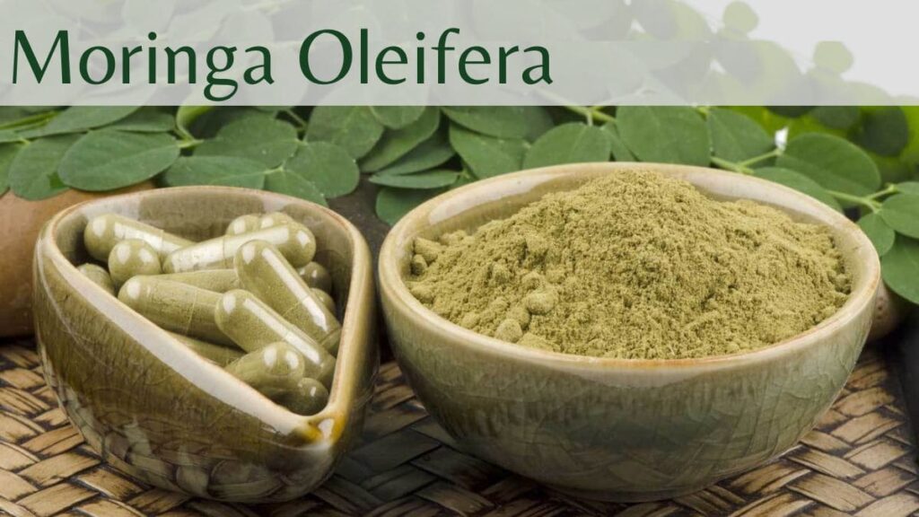 Moringa Oleifera