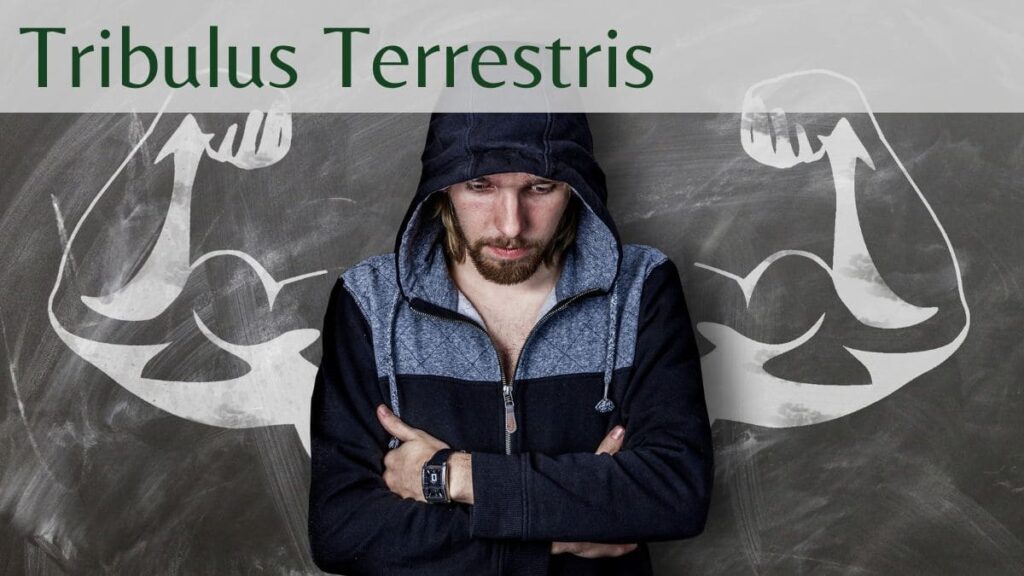 Tribulus Terrestris