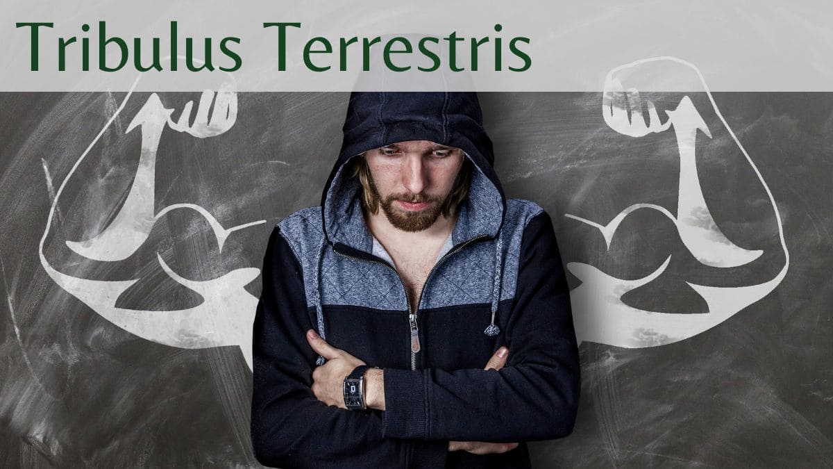 Tribulus Terrestris